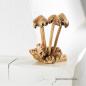 Preview: Handgefertigte Pilze Wiese aus Naturholz (ca. 14cm)