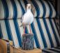 Preview: Maritime Möwe aus Naturholz