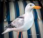 Preview: Maritime Möwe aus Naturholz